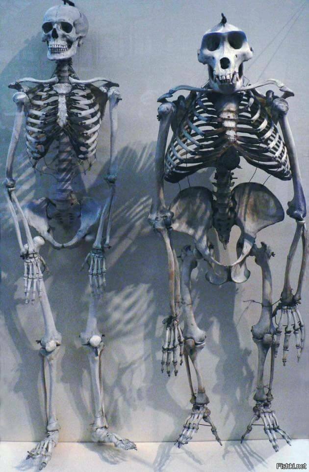 Скелет человека рядом с скелет гориллы