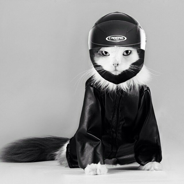 Кот байкера: фото верных спутников любителей скорости и ветра