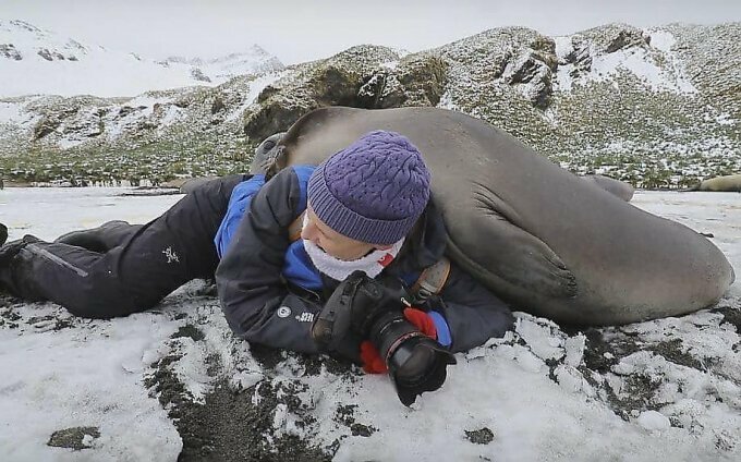 Любопытный тюлень во время фотосессии забрался на женщину-фотографа