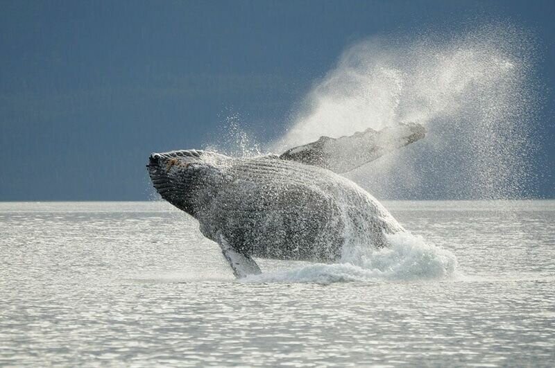 Пестрый мир китов