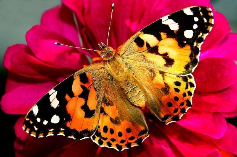 Фото гигантские бабочки
