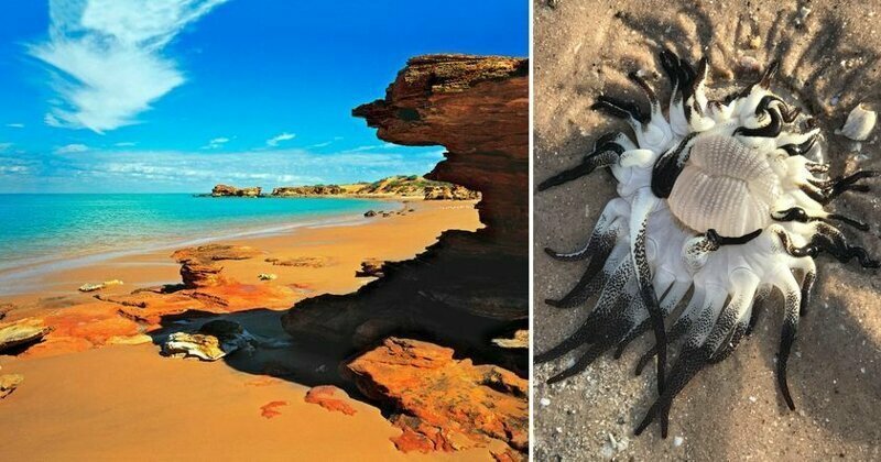 На берег Австралии выбросило инопланетно-подобное существо