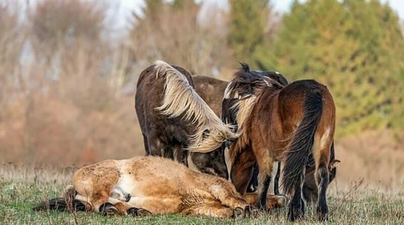 Душевный момент, в котором стадо диких лошадей помогает подняться упавшему жеребцу