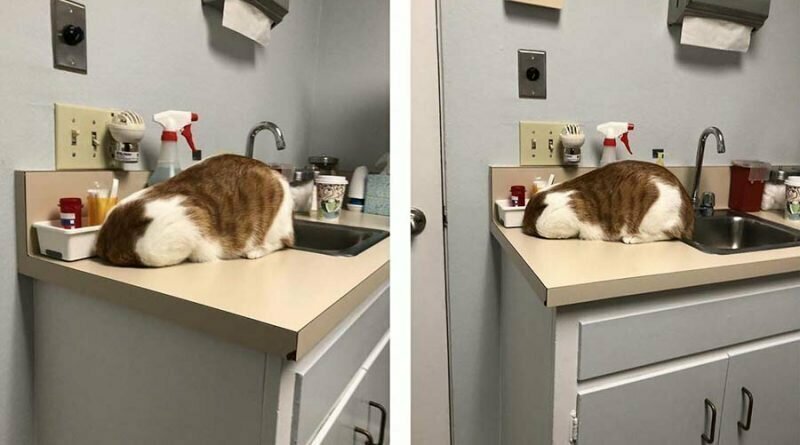 Кот необычным образом решил спрятаться от ветеринара