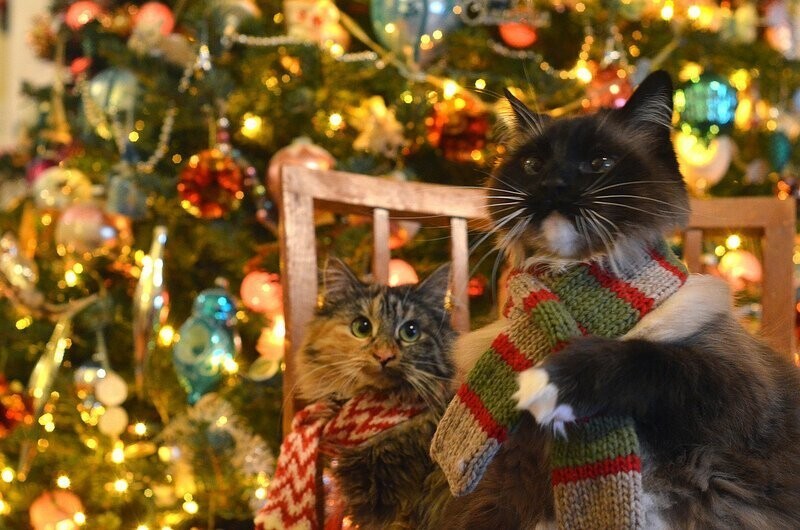 Коты и новогодние елки, видеоприколы с котами