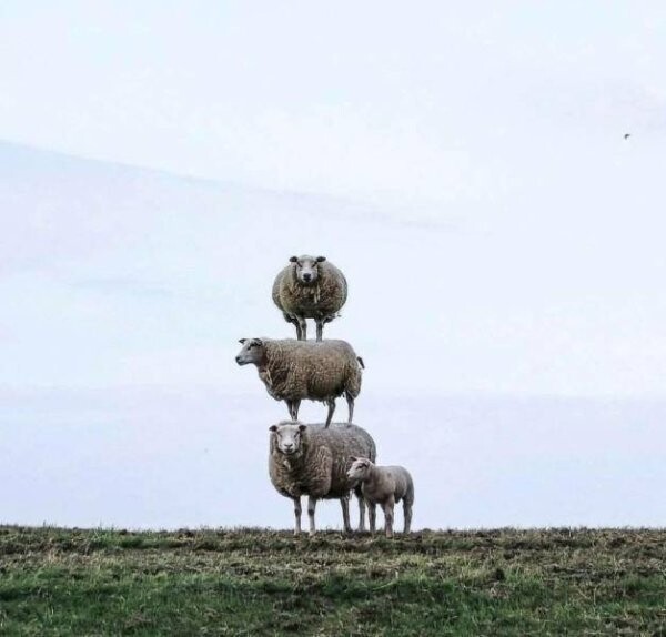 Эти удивительные овцы