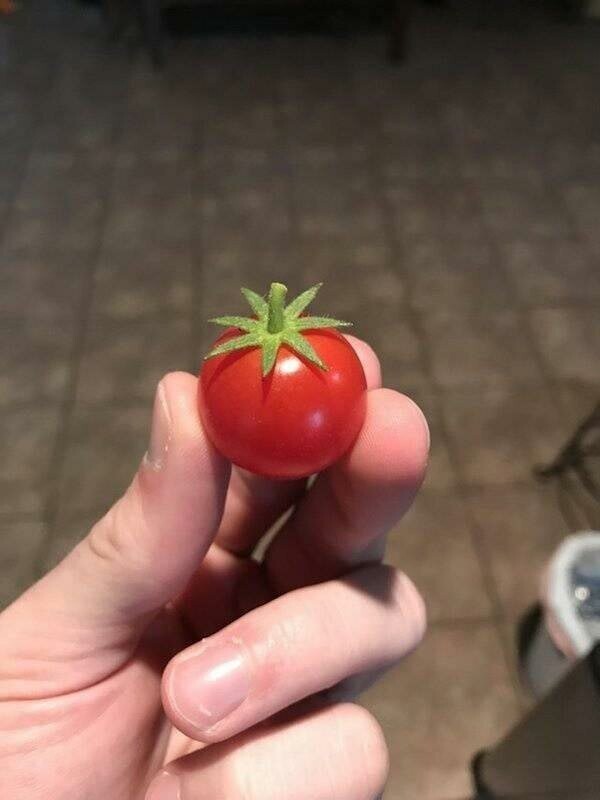 Идеальная помидорка