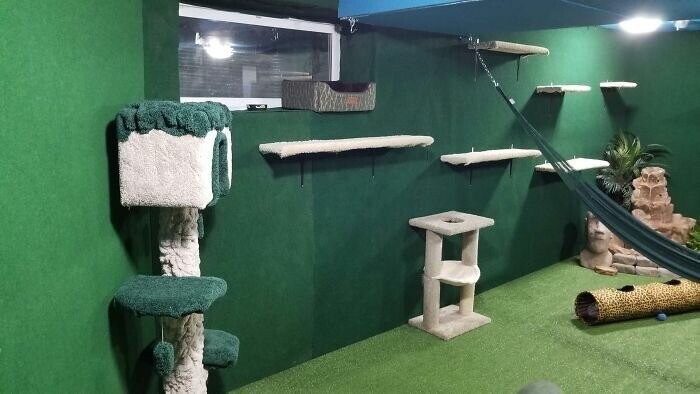 Все полки обделаны ковровым покрытием, комната обставлена когтеточками и другими штучками для кошек в стиле джунглей - чем не кошачий рай?
