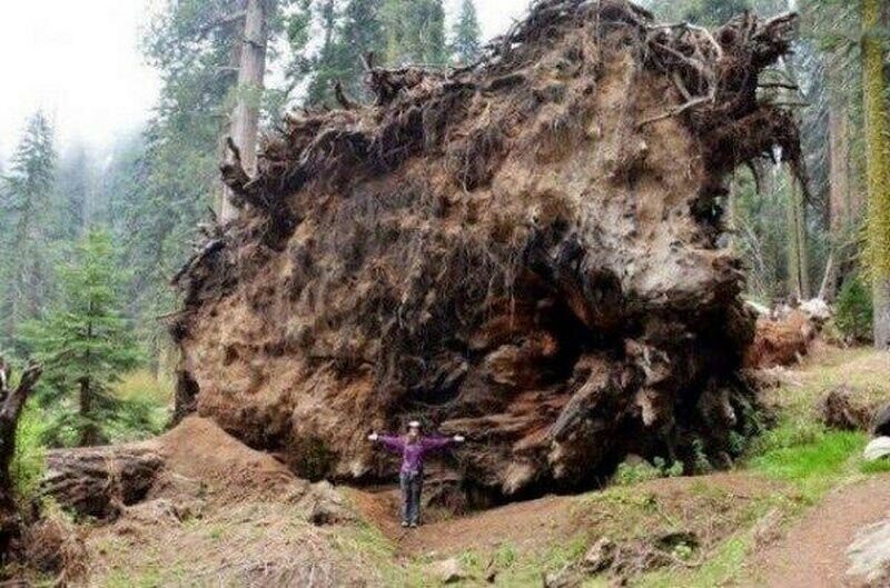 Основание поваленного дерева