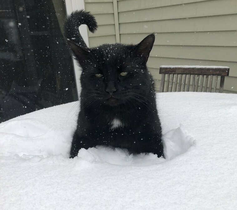О сложных взаимоотношениях кошек со снегом