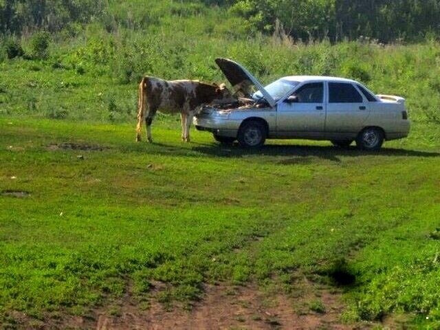 Автовсячина