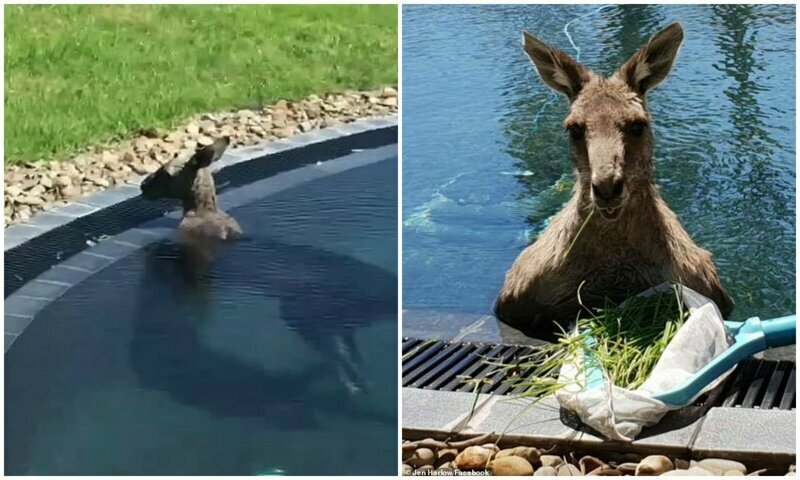 Австралийцы засняли, как в их бассейне прохлаждается 70-килограммовый кенгуру