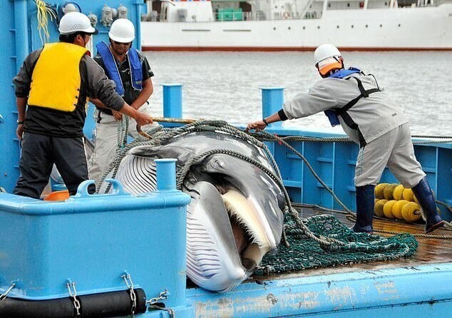 Японцы вновь начинают охоту на китов