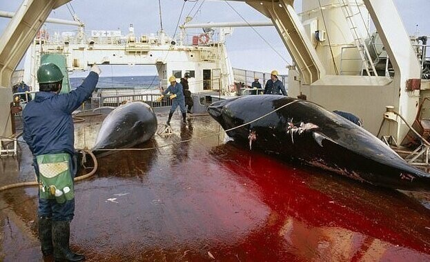 Японцы вновь начинают охоту на китов