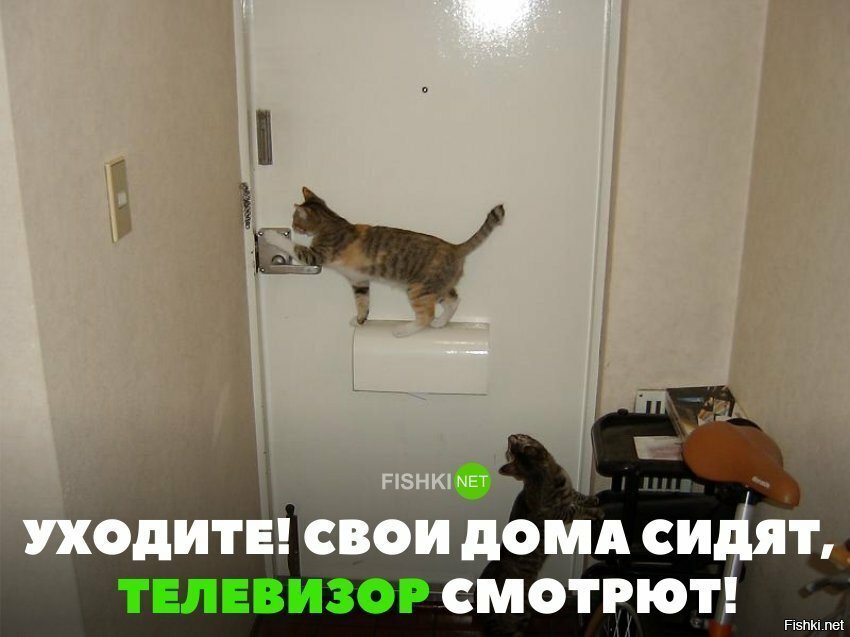 Всем таких котов