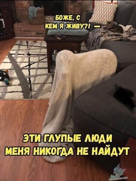 Прикольные и смешные картинки