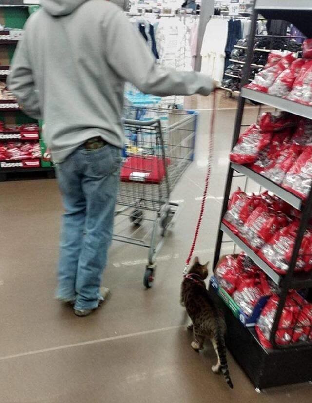 Покупки с котом