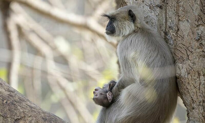 Видео: обезьяна скорбит по умершему детенышу