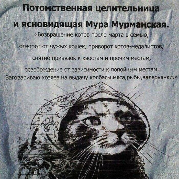 Котовсячина