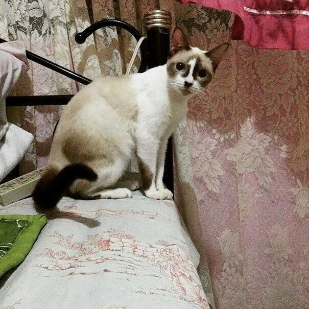 Котовсячина