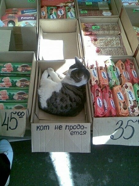 Котовсячина