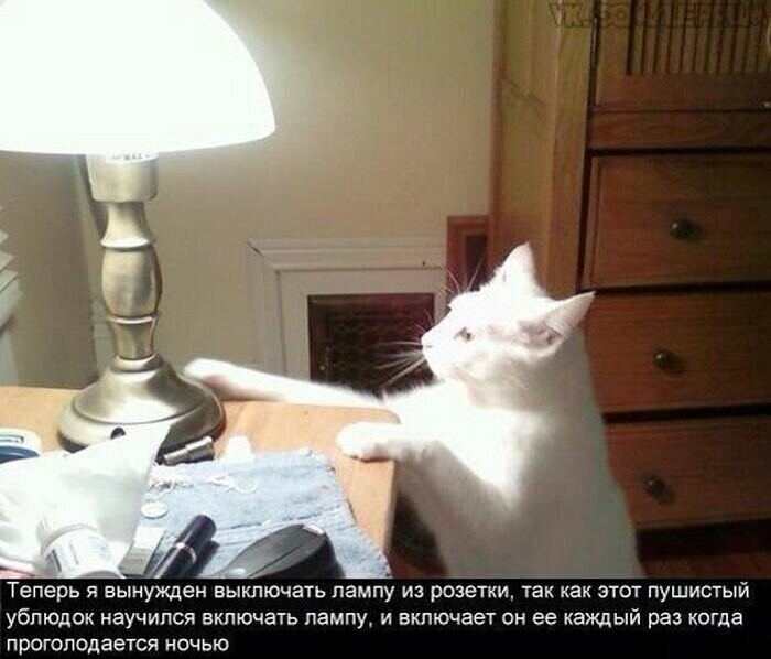 Котовсячина