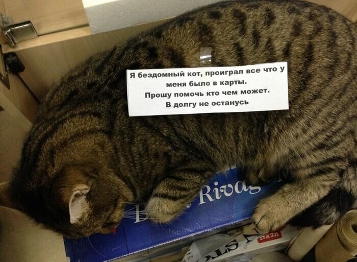 Котовсячина