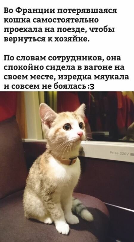 Котовсячина