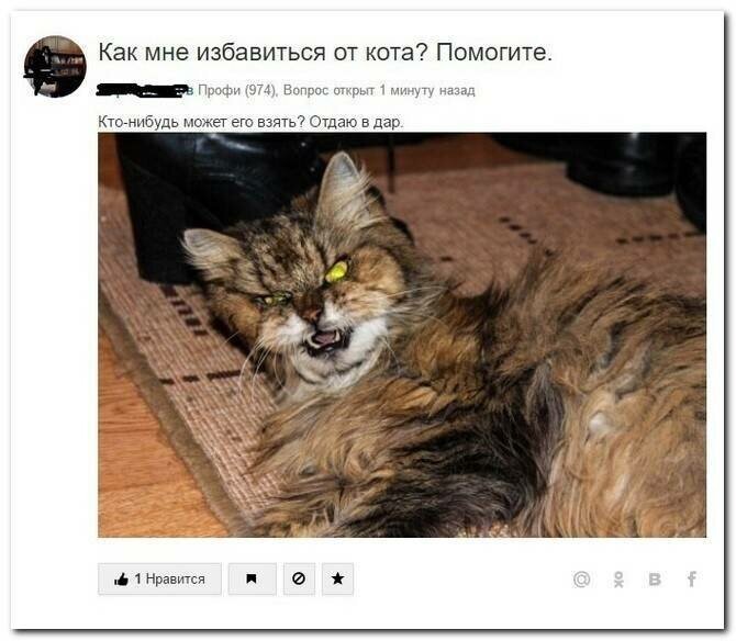 Котовсячина