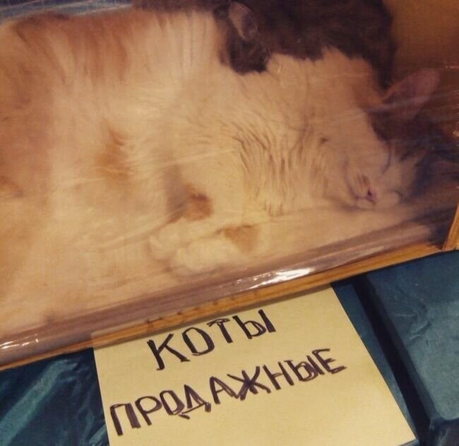 Котовсячина