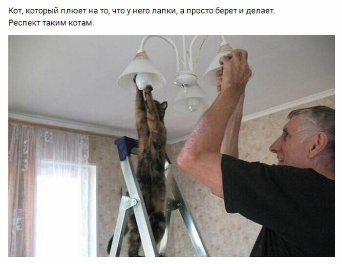 Котовсячина