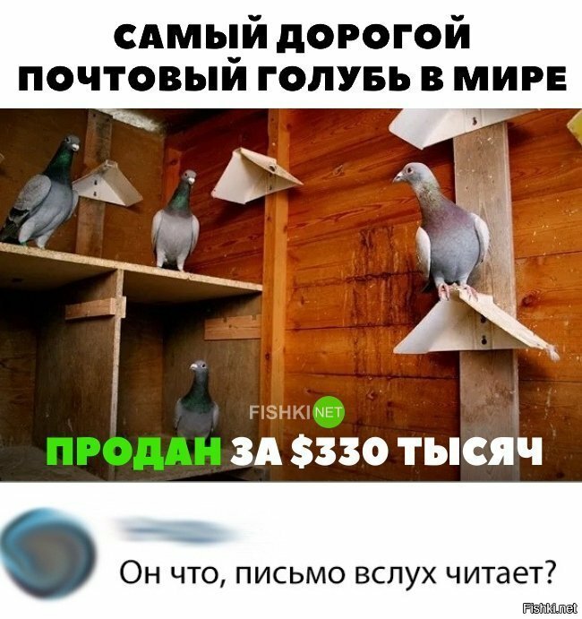 Читающий голубь?