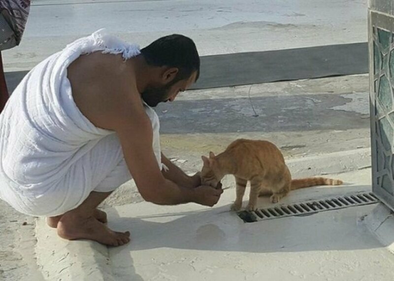 В Мекке мужчина дал страдающему от жажды коту воды