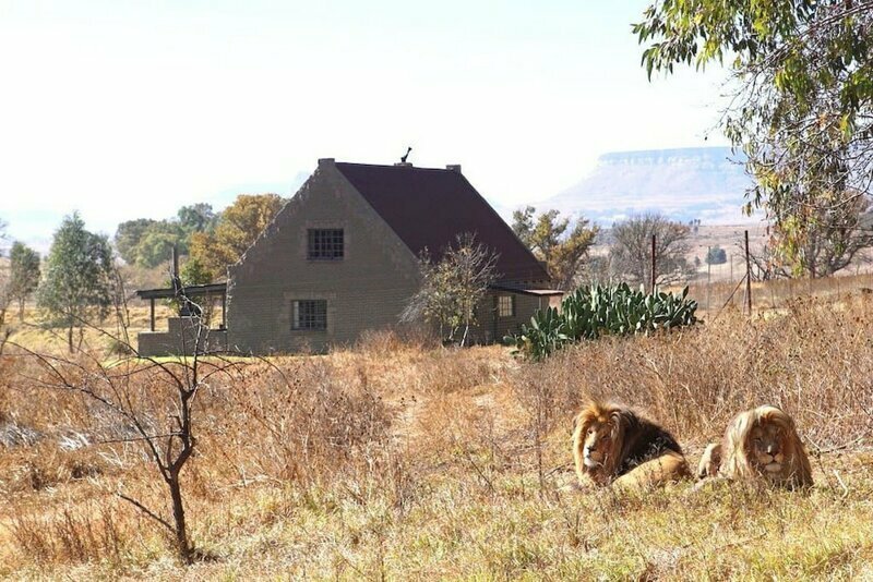 Южноафриканский заповедник сдает дом с 70 львами по соседству