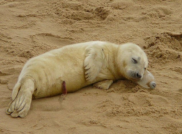 Щенок, у которого еще осталась пуповина, нашел "подушку" на пляже в Норфолке