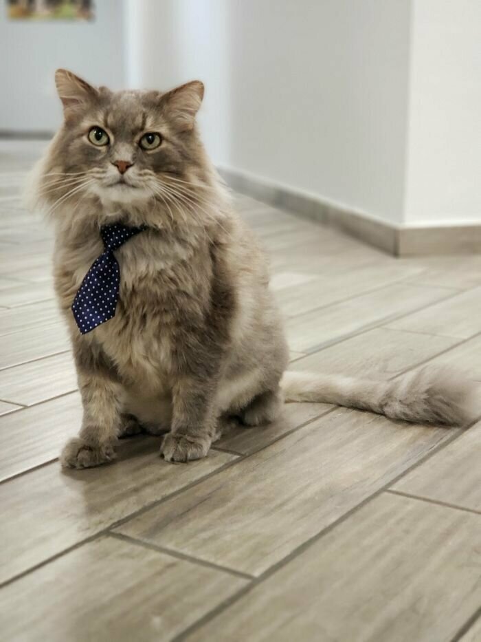"Мне разрешили принести кота на работу, так что я прикупил ему галстук"