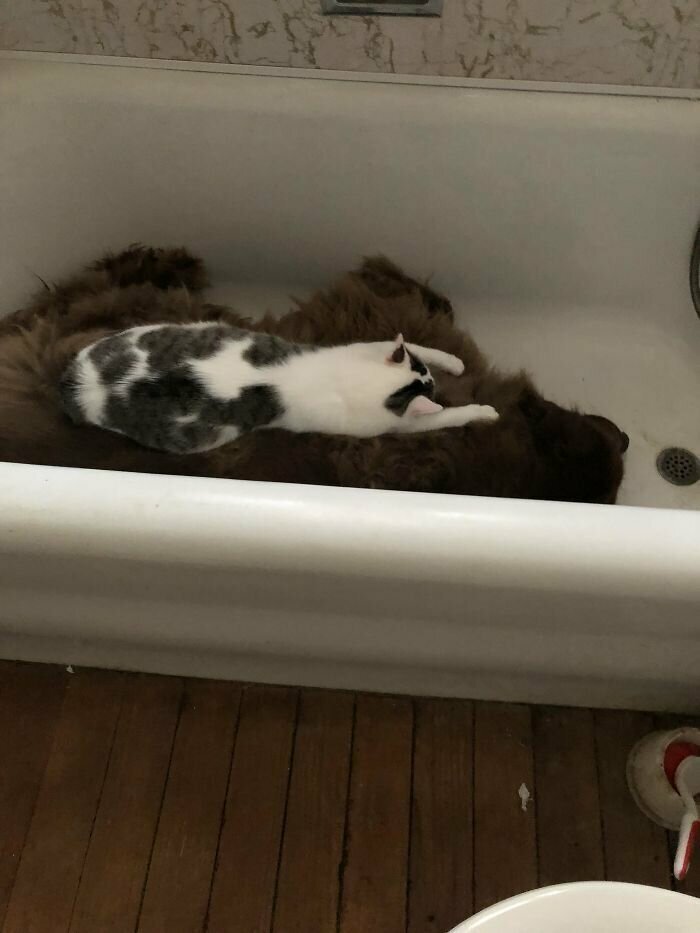 "Моя собака любит лежать в ванной, а мой кот любит лежать на собаке"