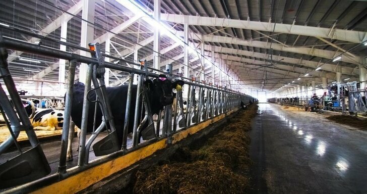 На сахалинской ТОР ввели в работу очередную молочную ферму на 950 голов