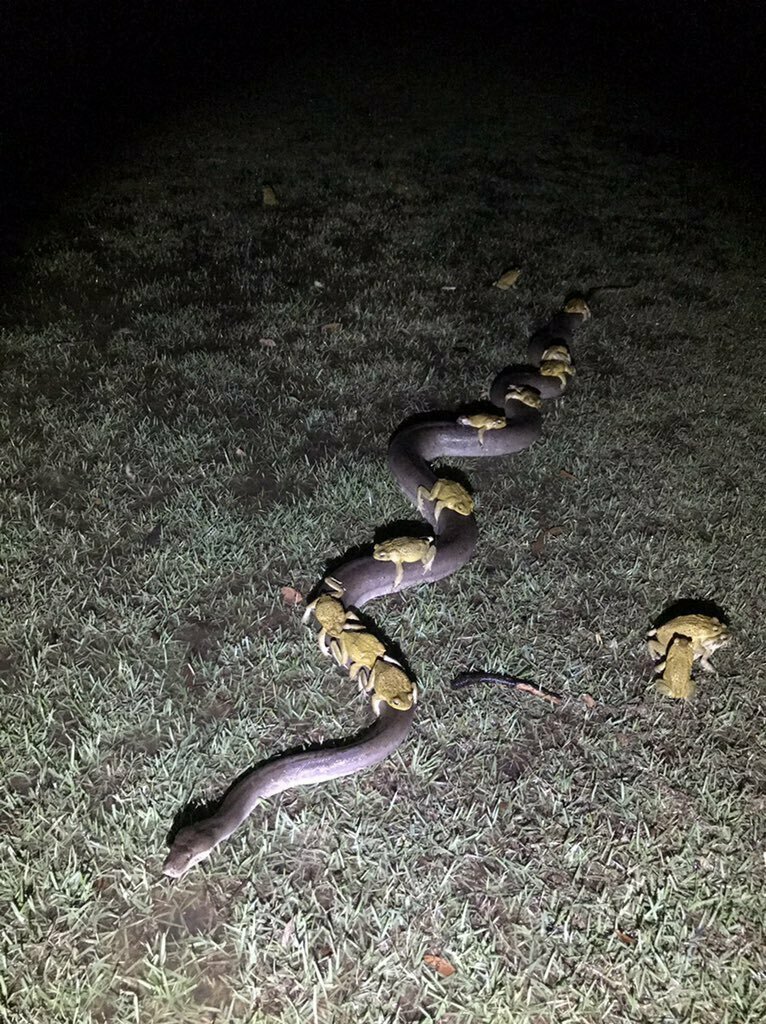 Такое может произойти только в Австралии: ночью 31 декабря местный фермер увидел на своем заднем дворе такую интересную картину