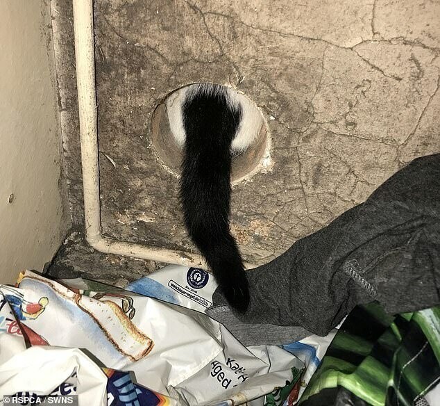 Кошка из Киддерминстера пробралась в вентиляционное отверстие сушилки, которое было всего шесть дюймов в ширину. Работник RSPCA Гленн Бэрд освободил кошку, используя масло