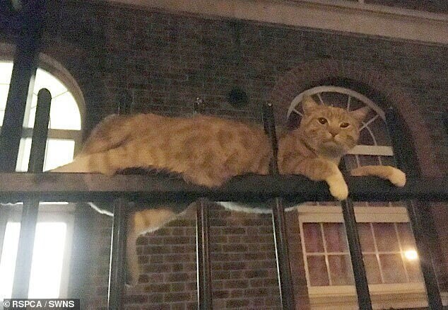 Имбирный кот использовал одну из своих девяти жизней после падения на металлическую ограду в Лондоне