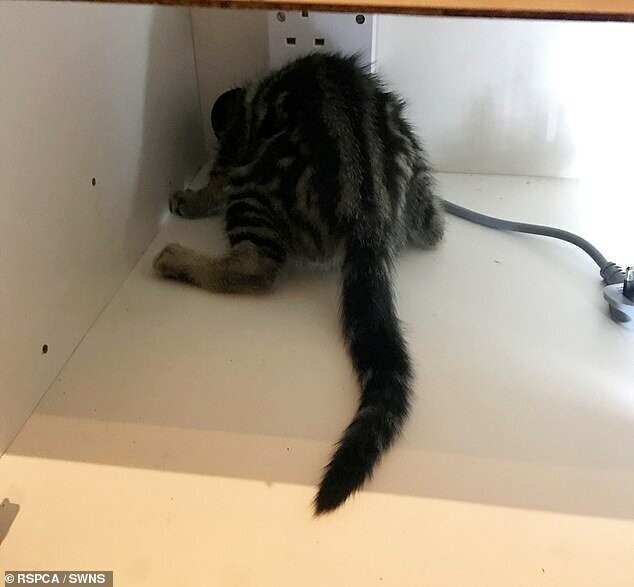 Чрезмерно любознательный 15-недельный котенок по имени Спок застрял головой в маленькой дыре в задней части кухонного шкафа в доме в Болтоне