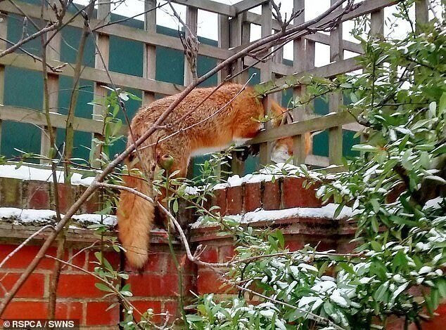 Этот дерзкий лис отважился войти в Эссексский сад Карла Марстона и застрял в деревянной решетке