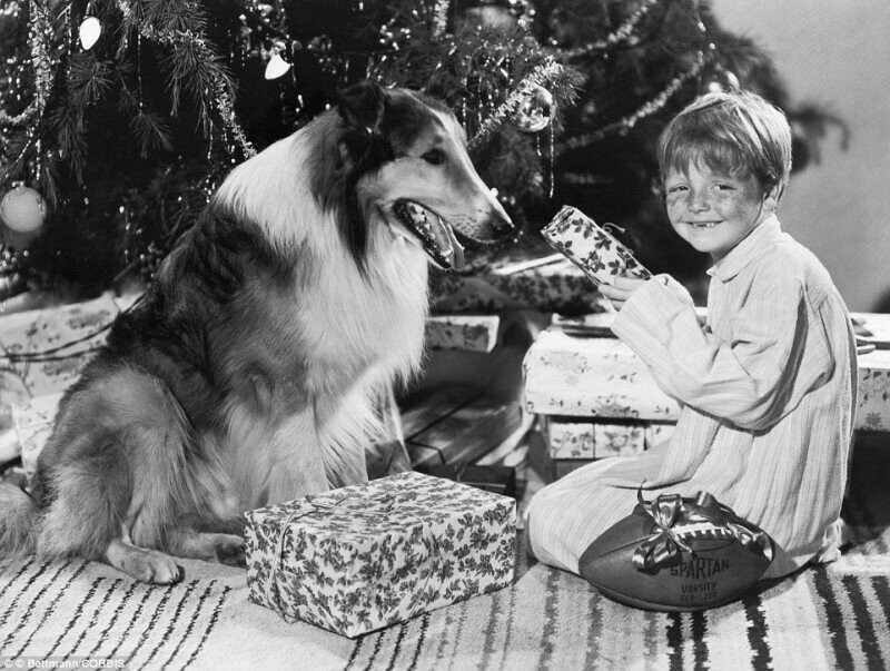 Бутч Дженкинс и собака-кинозведза Лэсси отмечают Новый год, 1947 г.