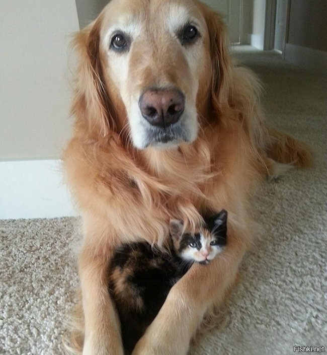 коты vs собаки