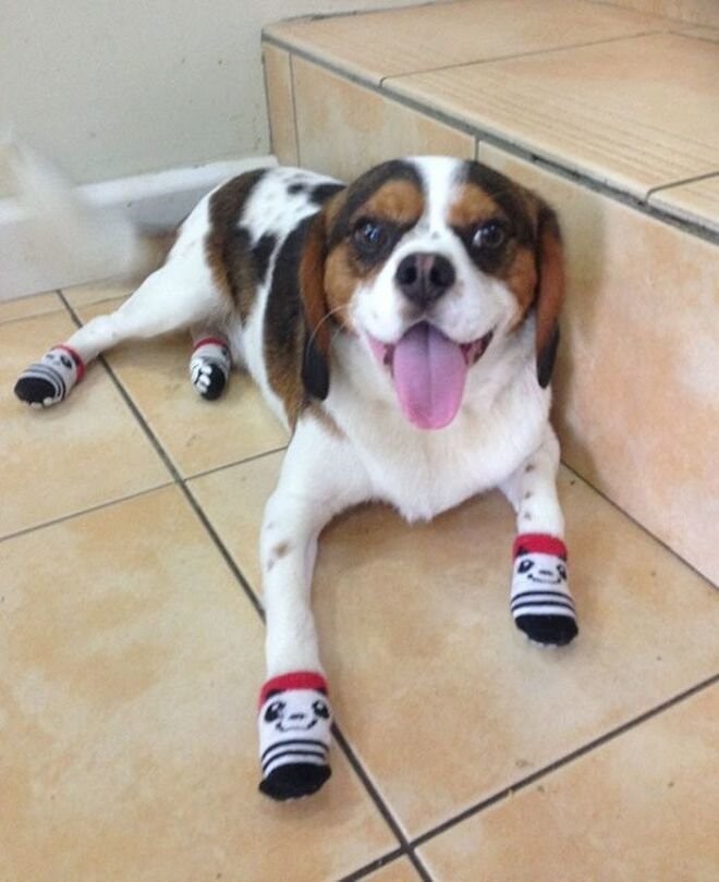 "Пьяный я купил своей собаке носочки"