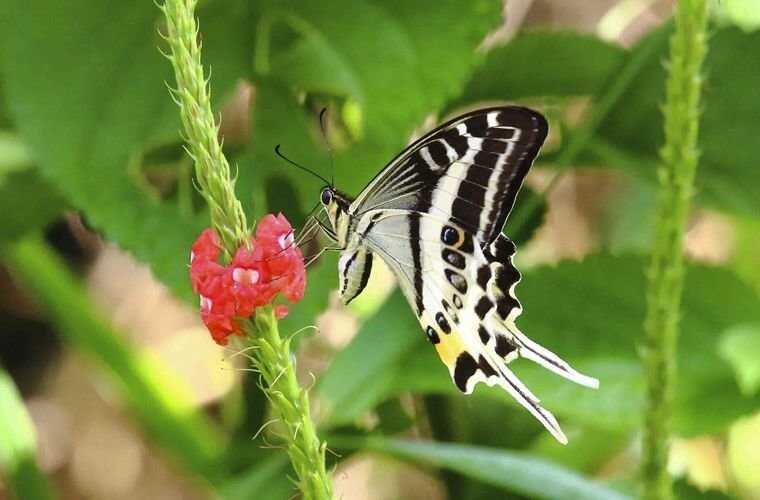 Бабочка-парусник, Фиджи