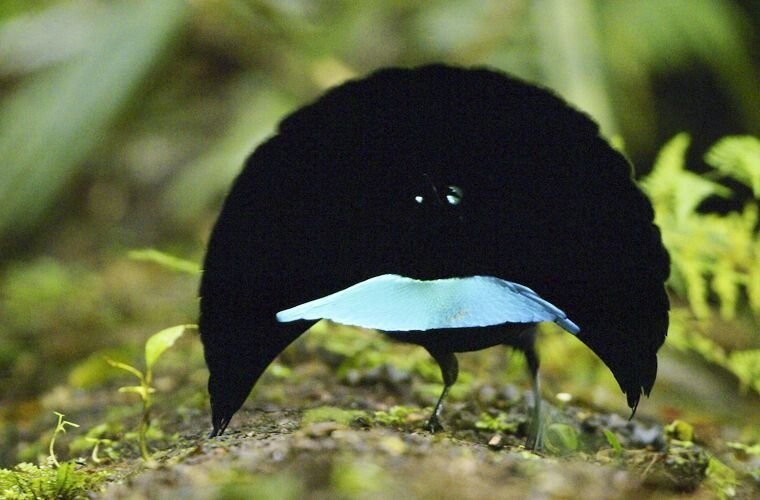 Чудная райская птица, Новая Гвинея