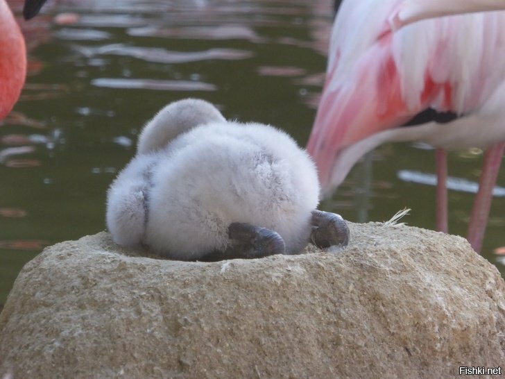 Это милопопое существо - птенец фламинго