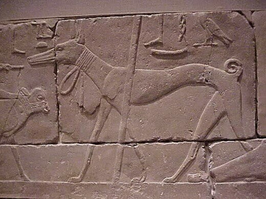 Не самая простая история собачьих ошейников от Древнего Египта до современности